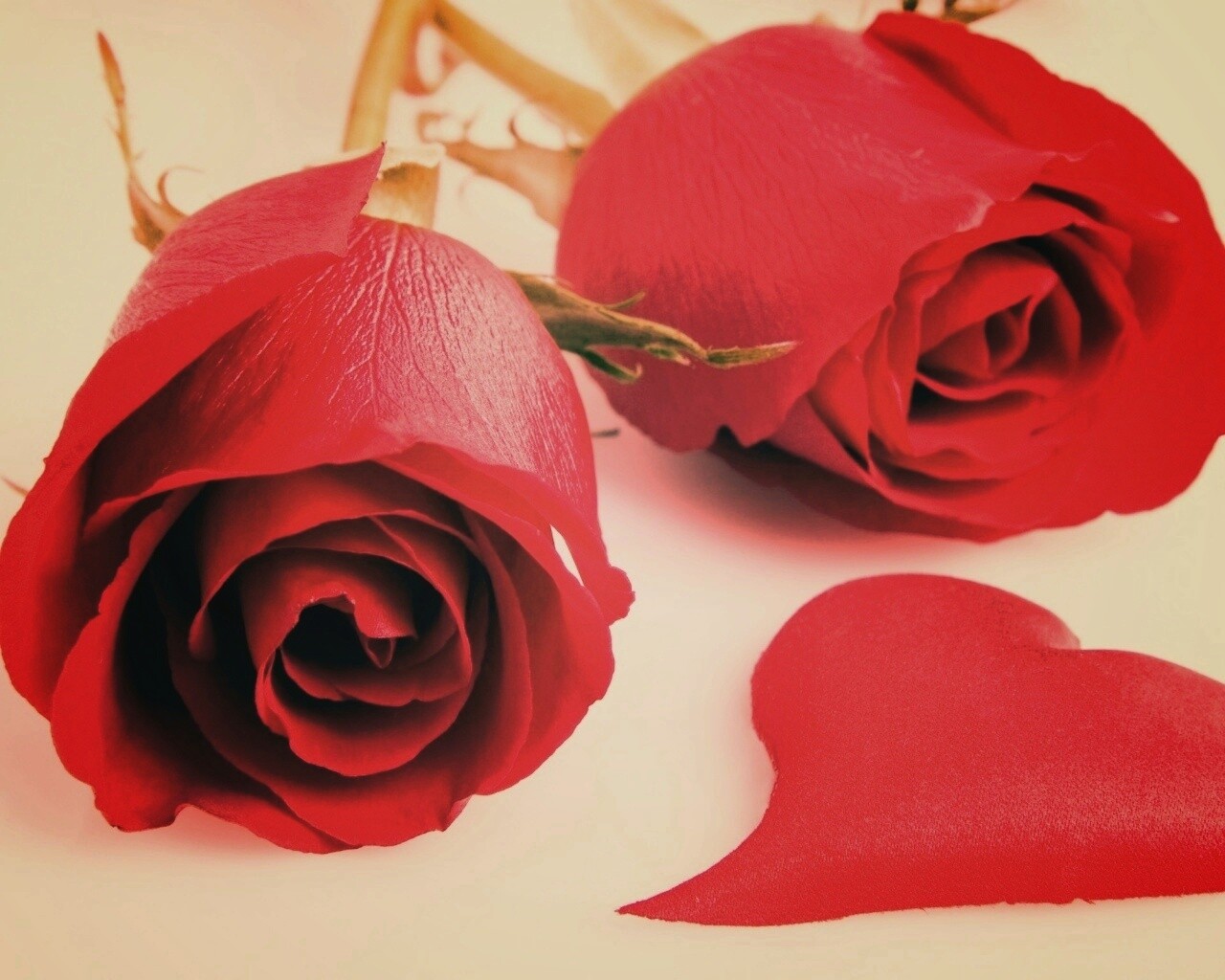 Две красные розы обои
