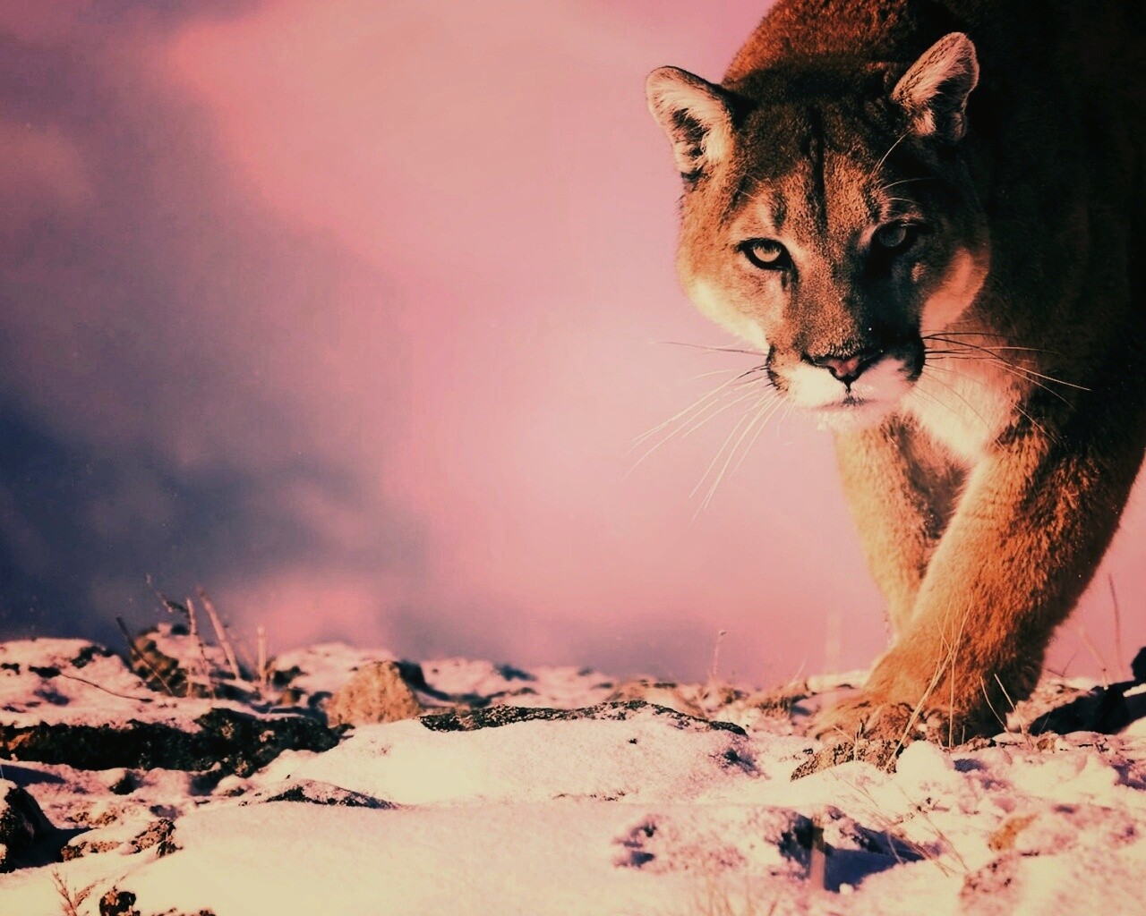 Пума с грозным взглядом обои