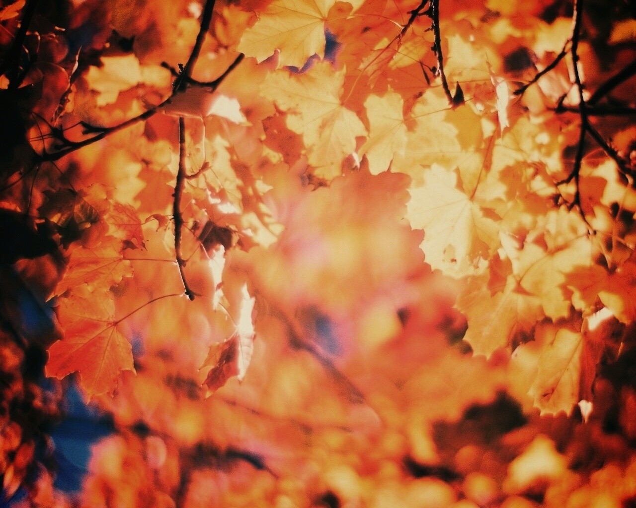 Жёлтые листья обои