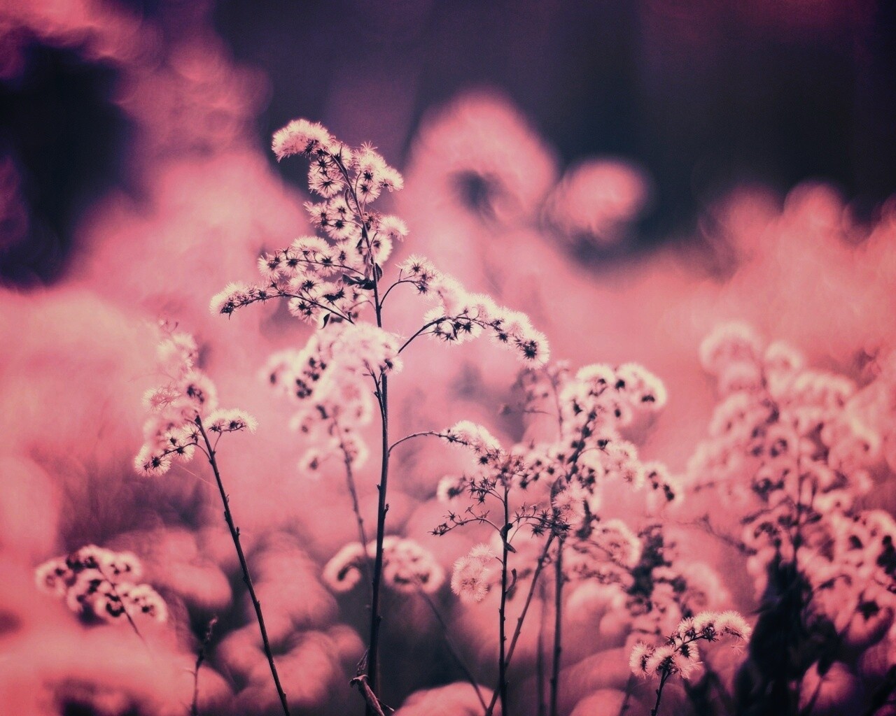 Сиреневые цветы обои