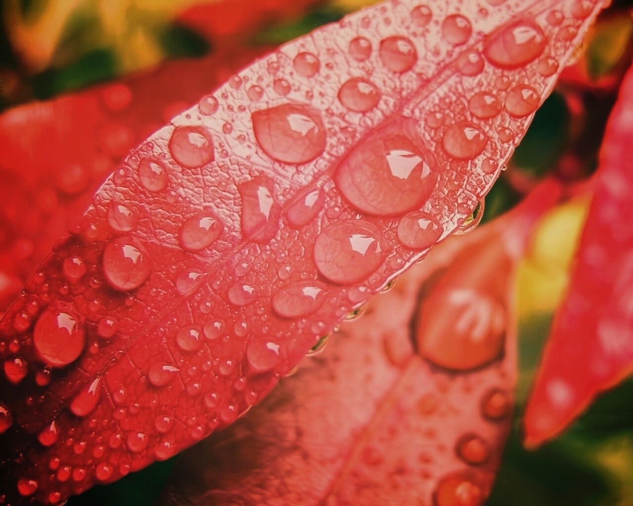 Капли росы на красных листьях обои