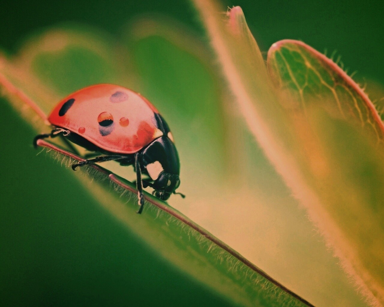 Божья коровка обои