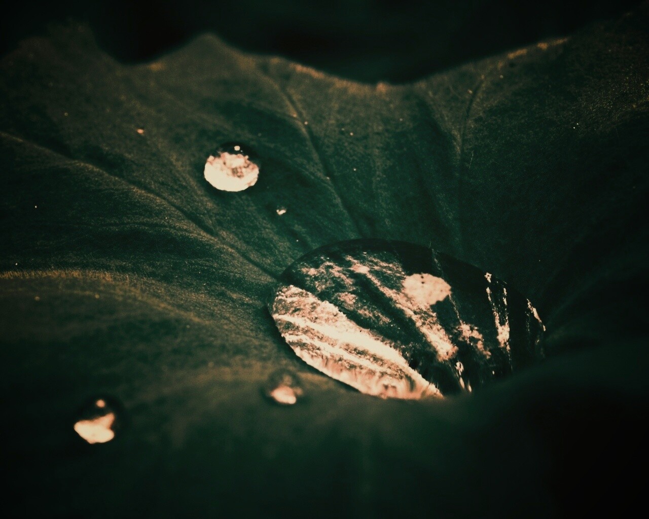 Капля в листе обои