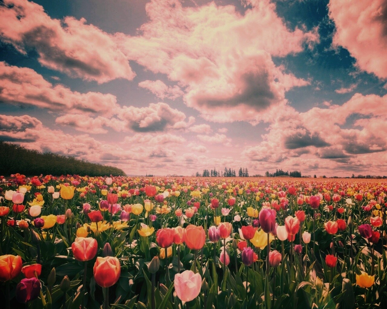 Поле тюльпанов обои
