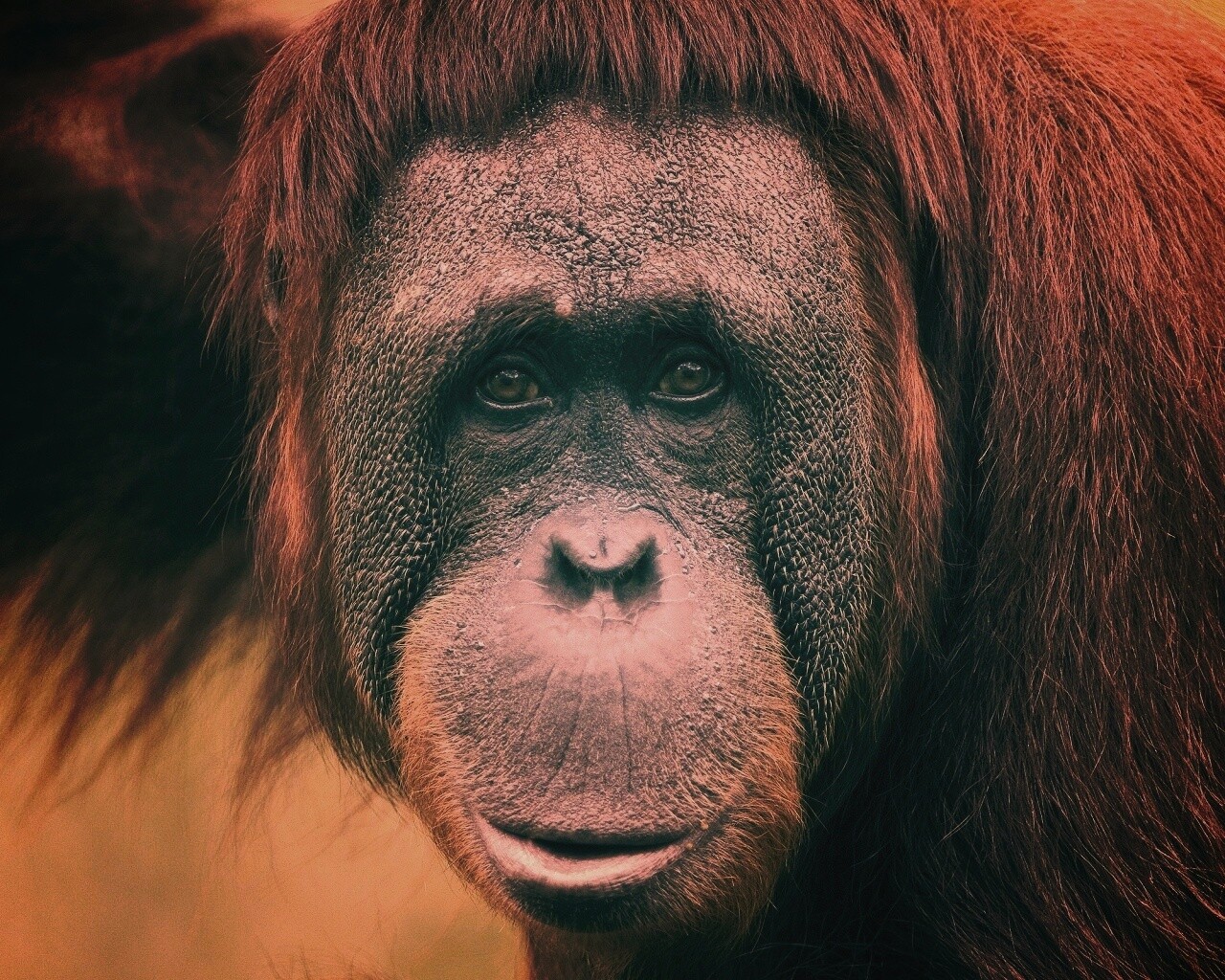 Орангутан обои