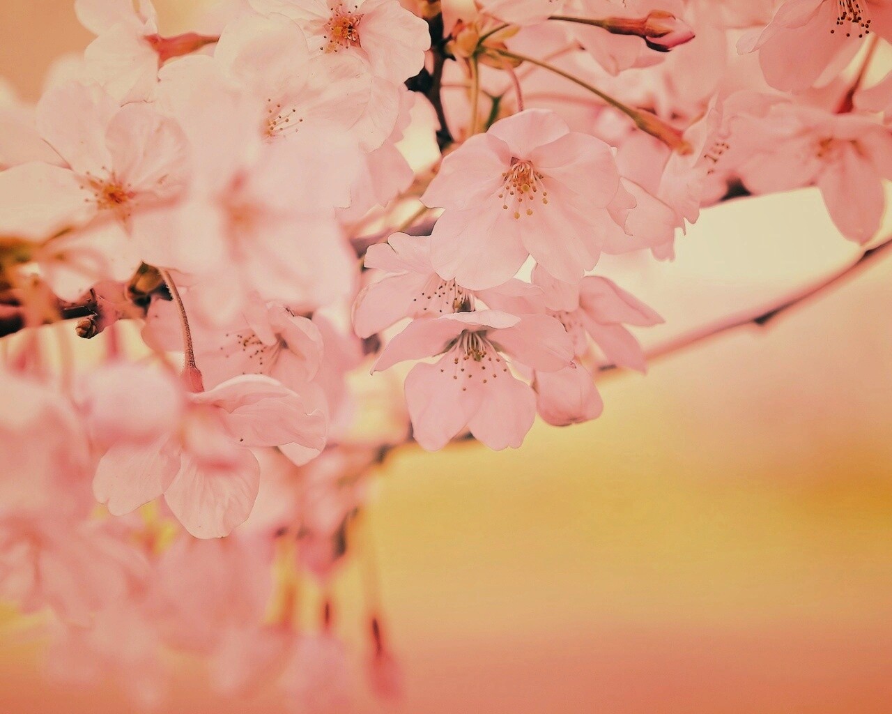 Цветение вишни обои