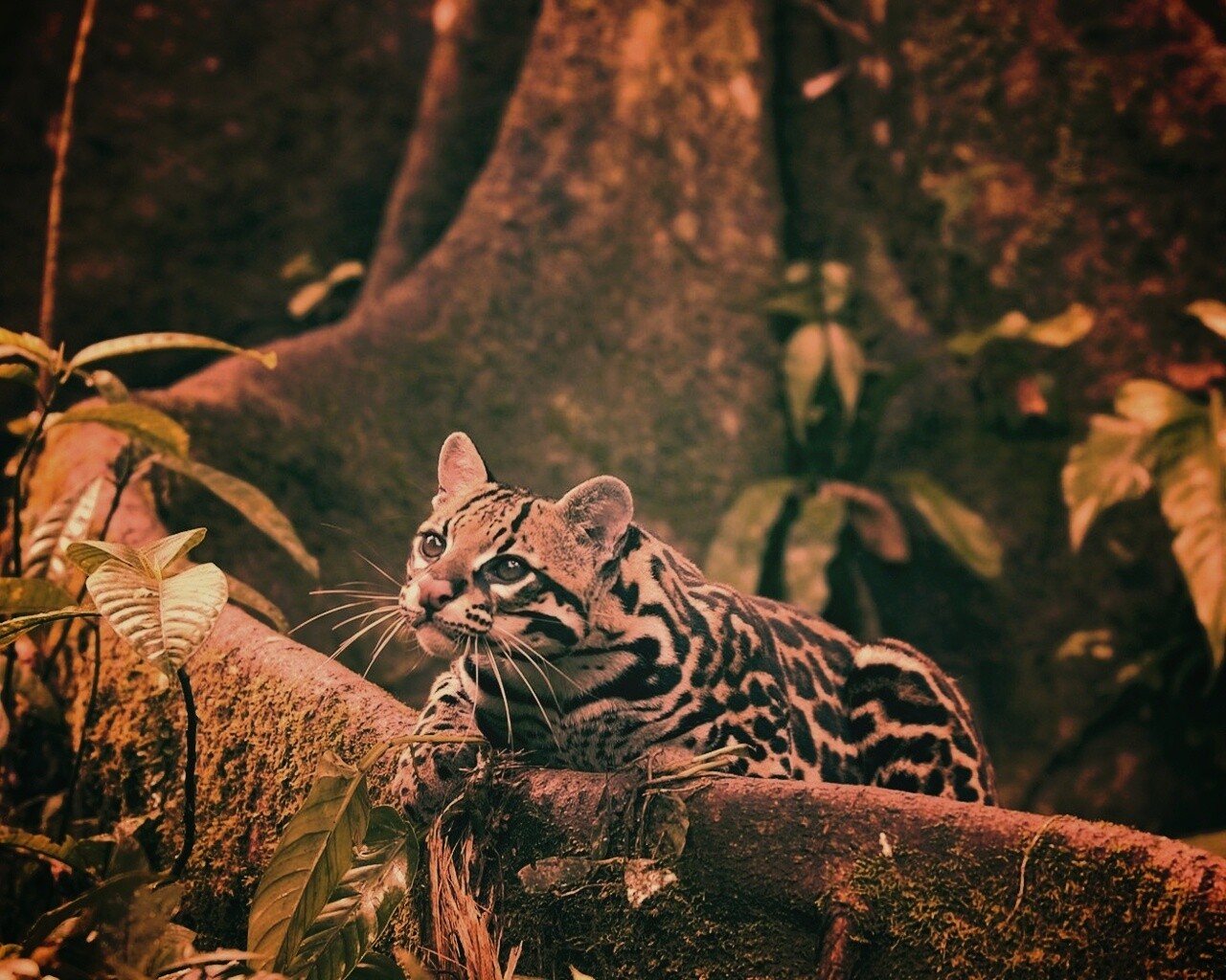 Оцелот обои