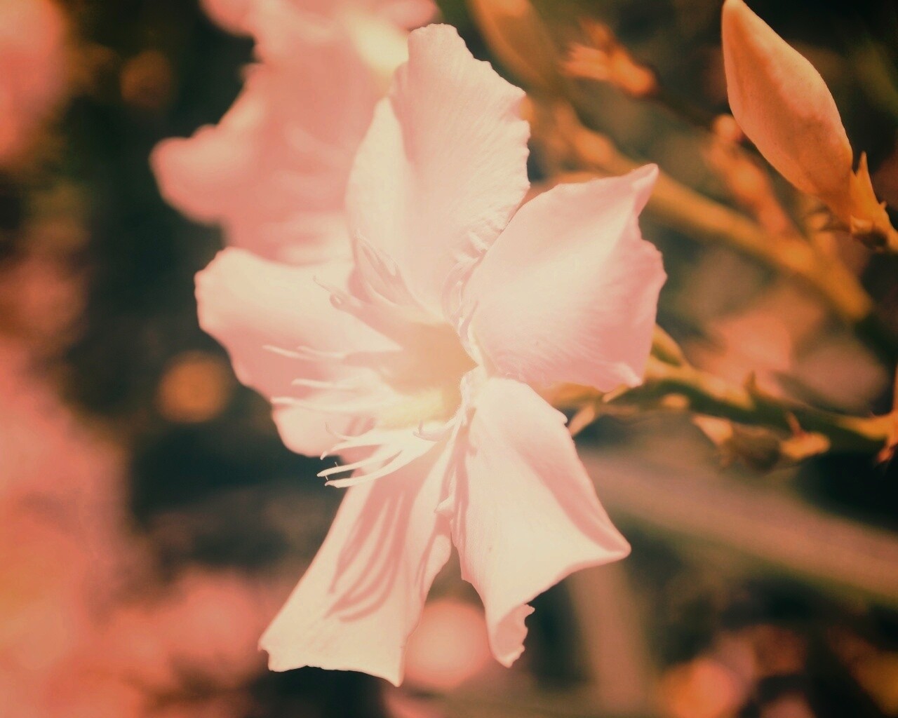 Эухарис, амазонская лилия обои