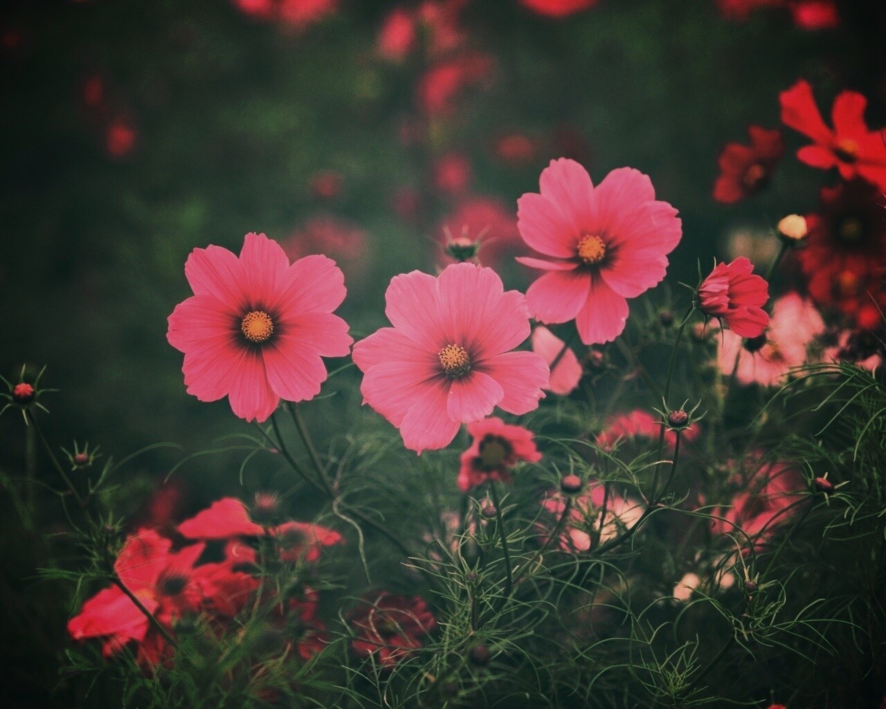 Яркие розовые цветы обои