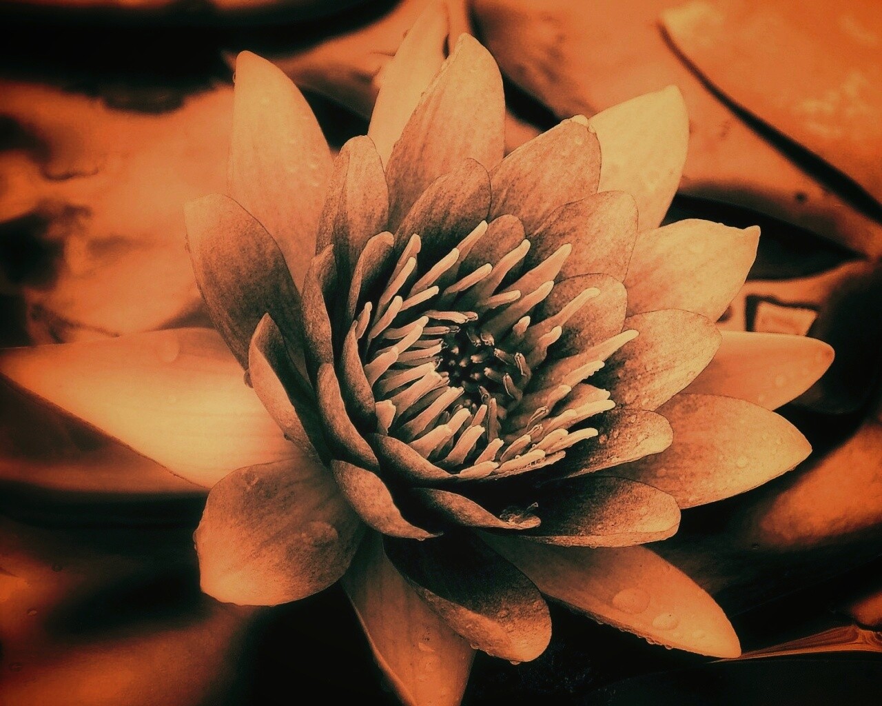 Кувшинка обои