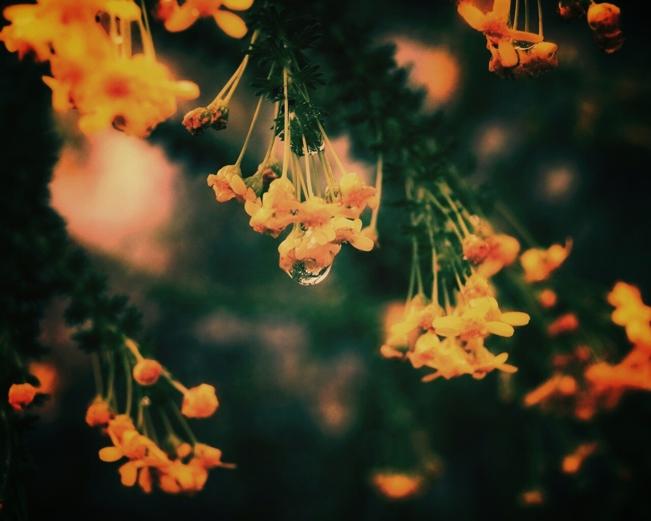 Жёлтые цветочки на ветке обои