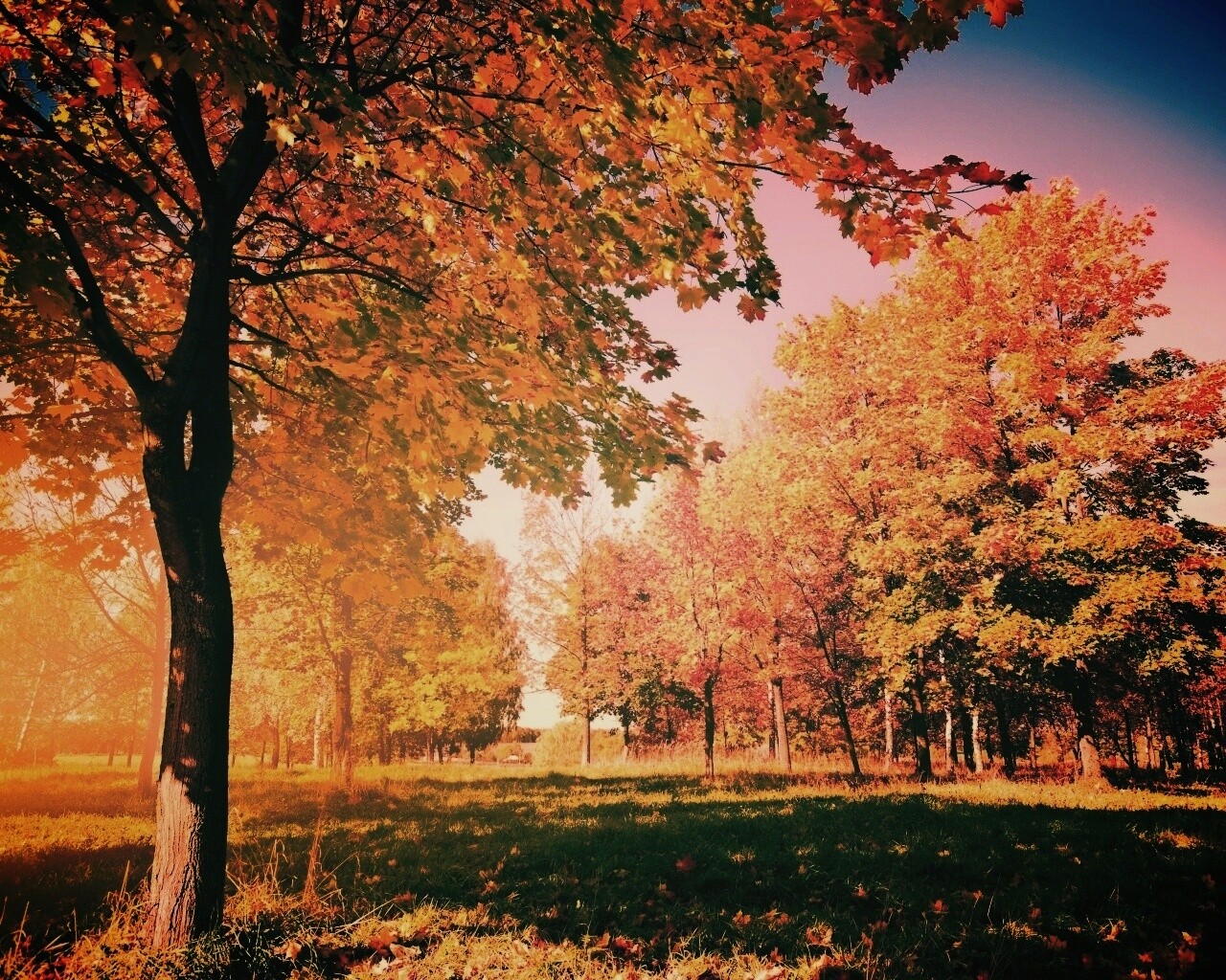 Осень в лесу обои