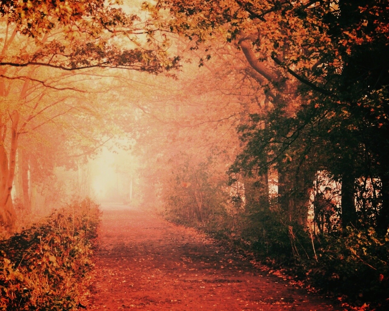 Парковая дорожка обои