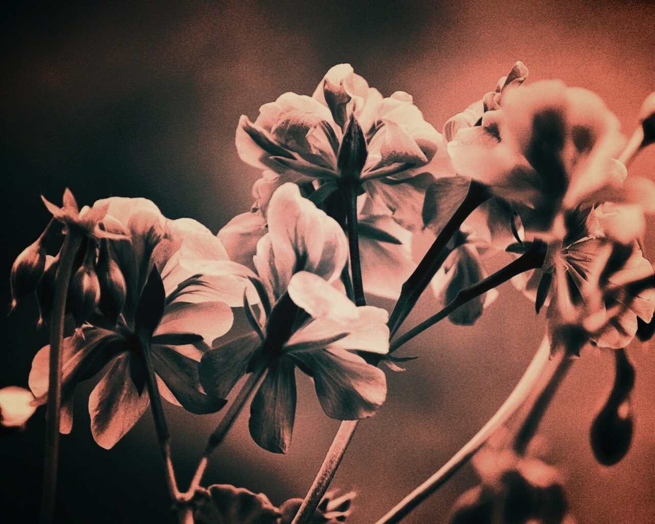 Чёрно-белое фото цветов обои