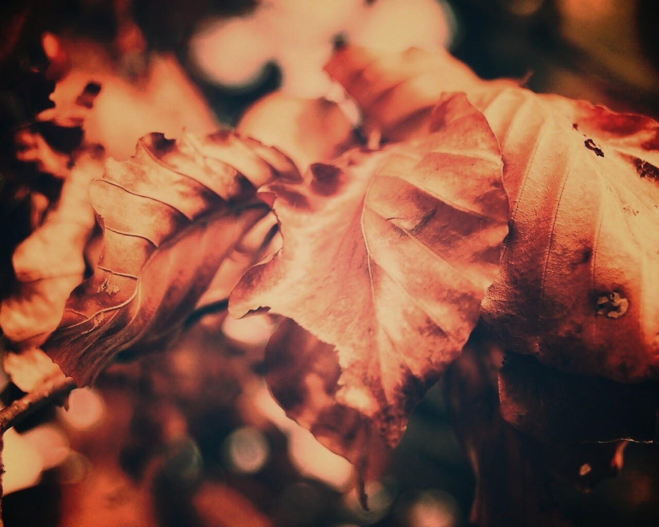 Засохший лист обои