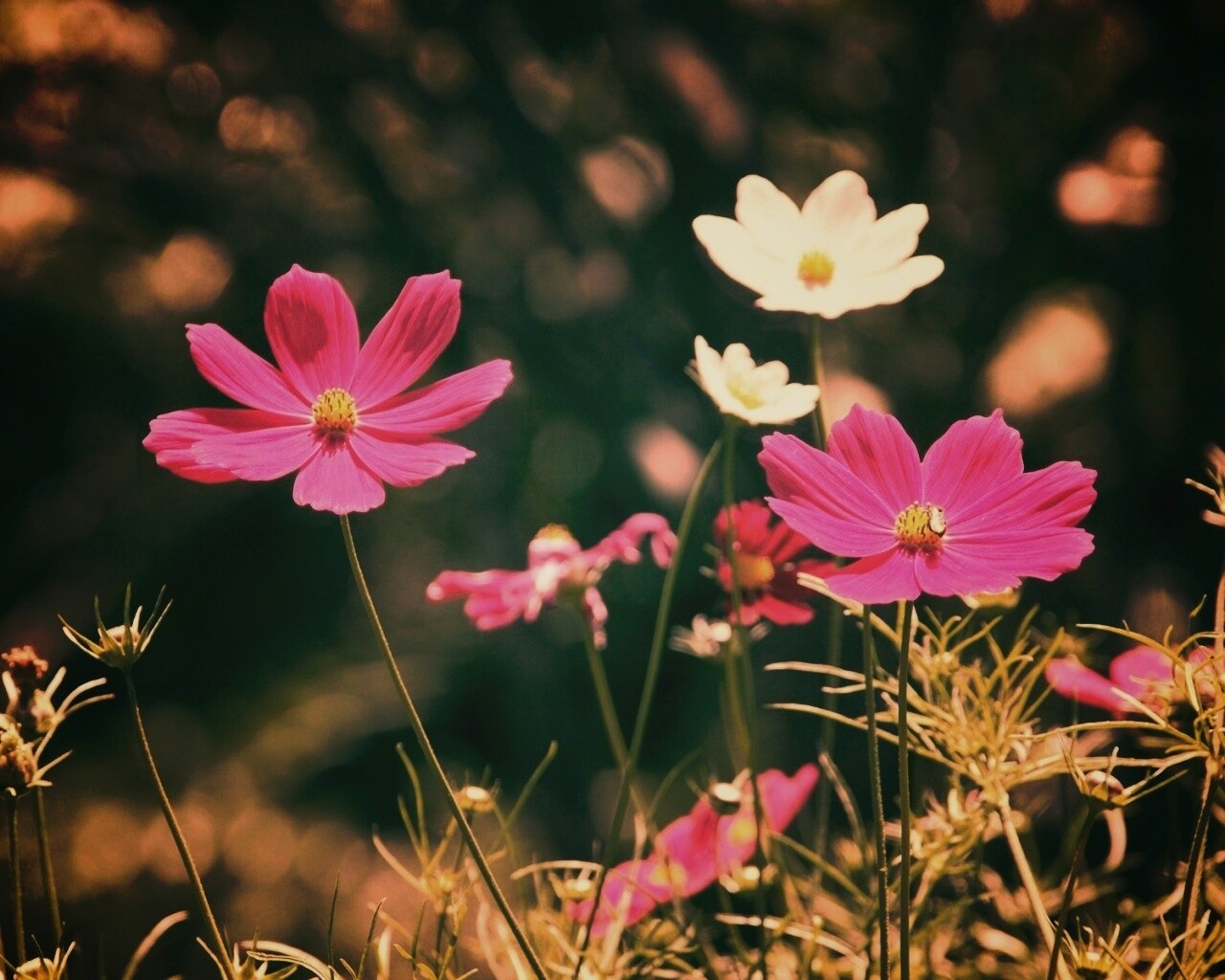 Белые и розовые цветочки обои