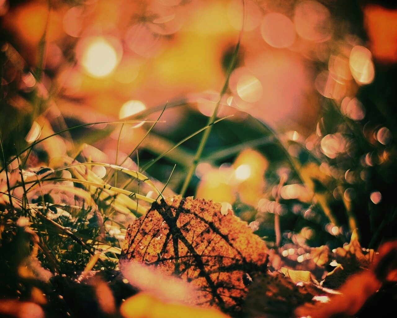 Опавший лист в траве обои