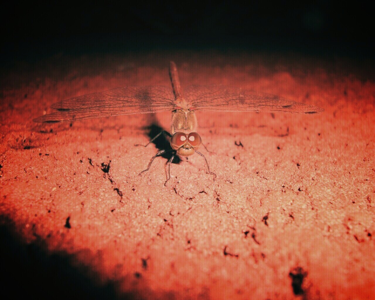 Стрекоза обои