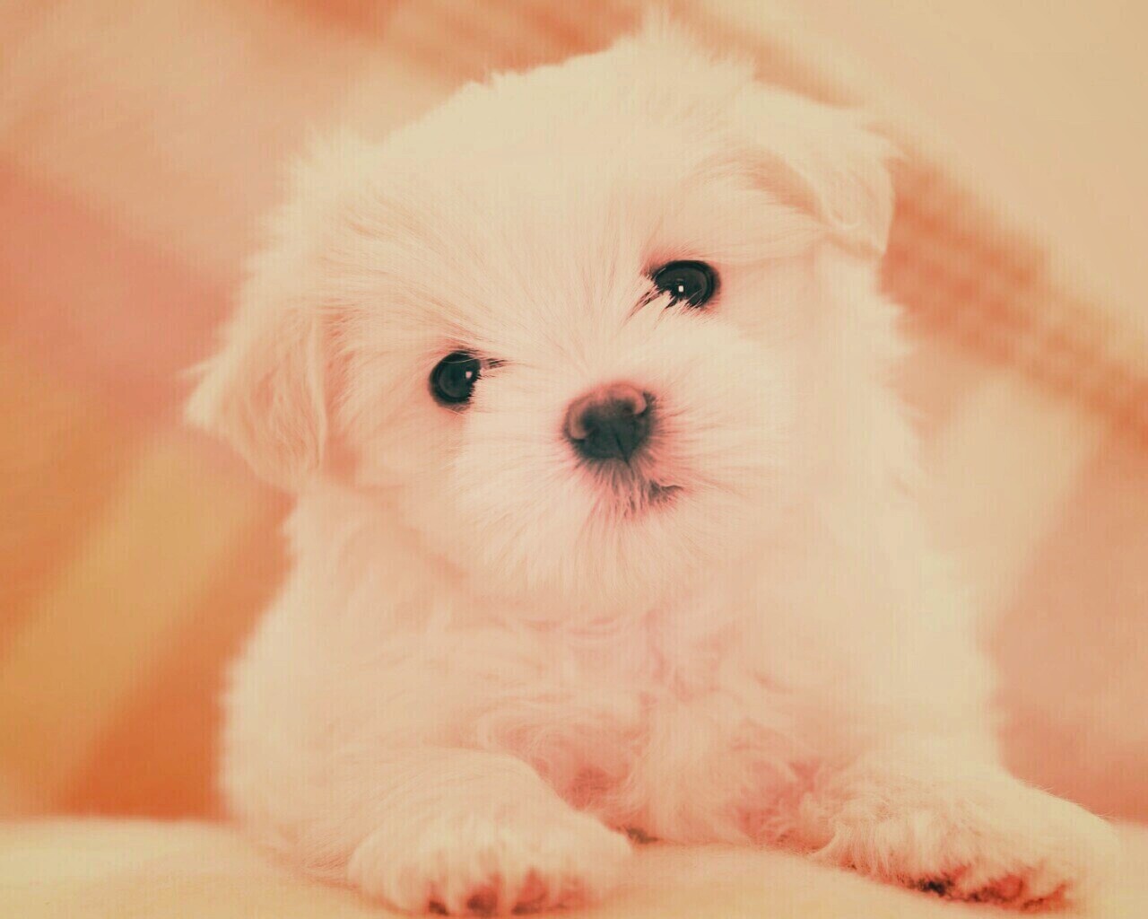 Щенок мальтийской болонки обои