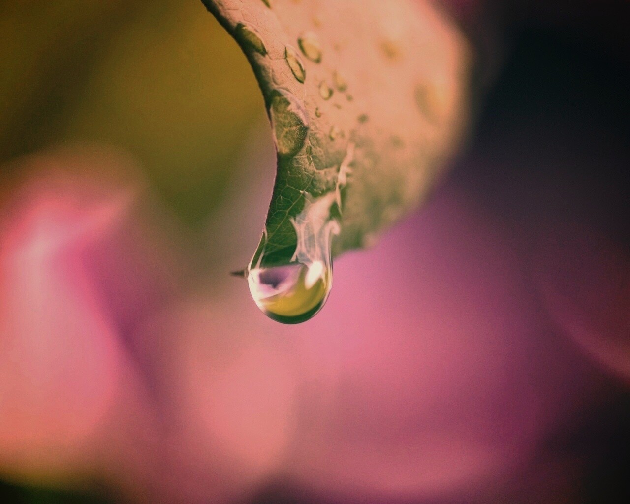 Капля на листе обои