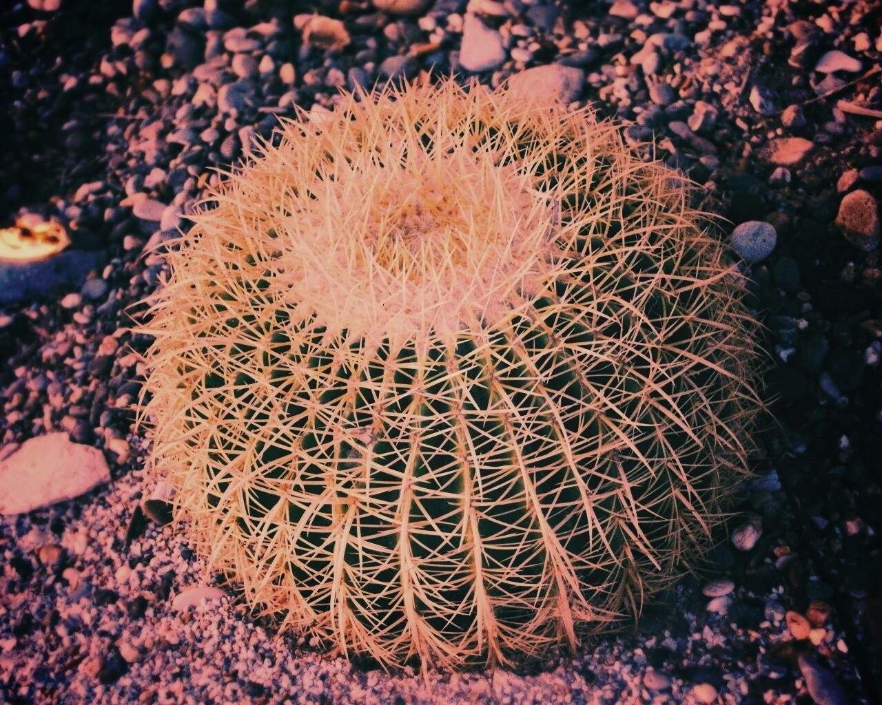 Круглый кактус обои