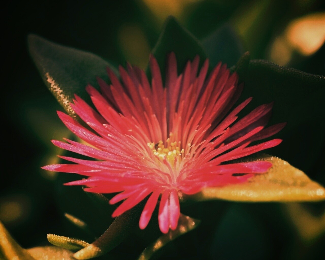 Чудесный цветок обои