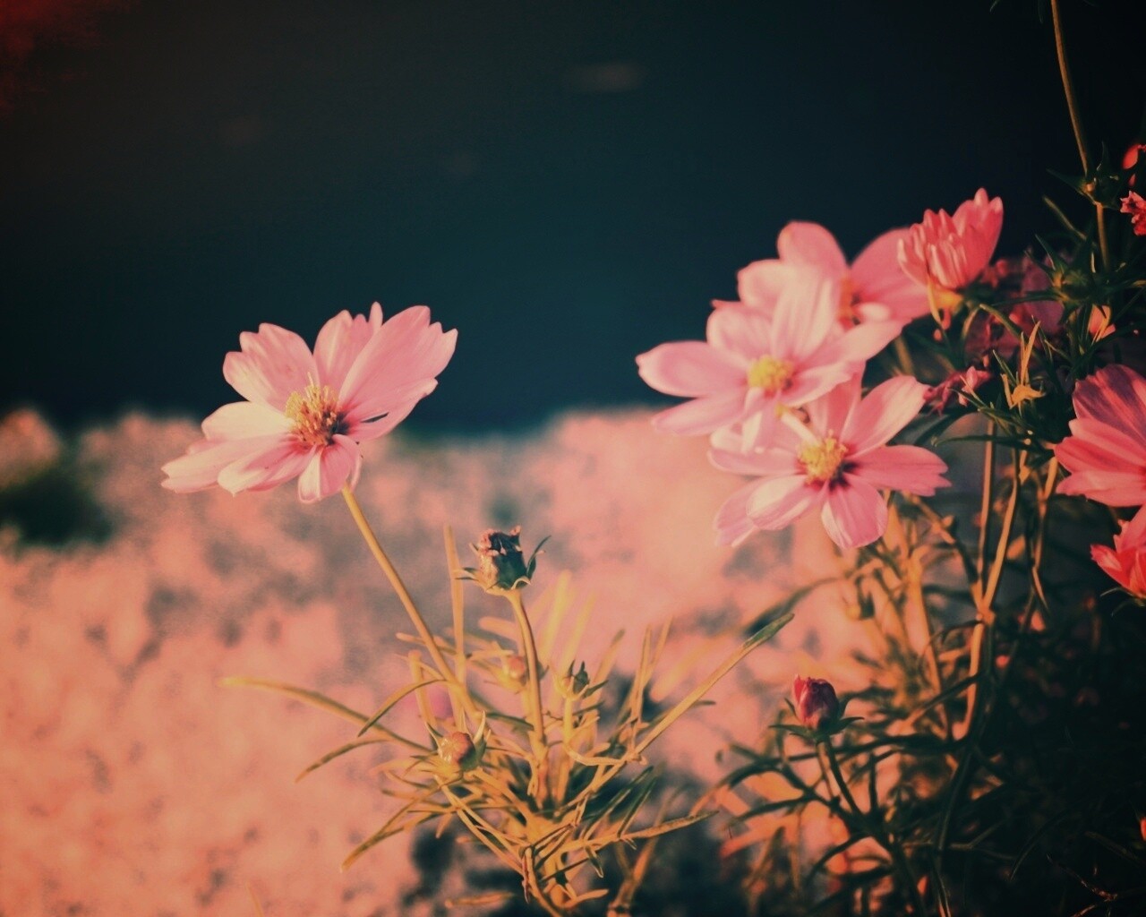 Полевой цветок обои