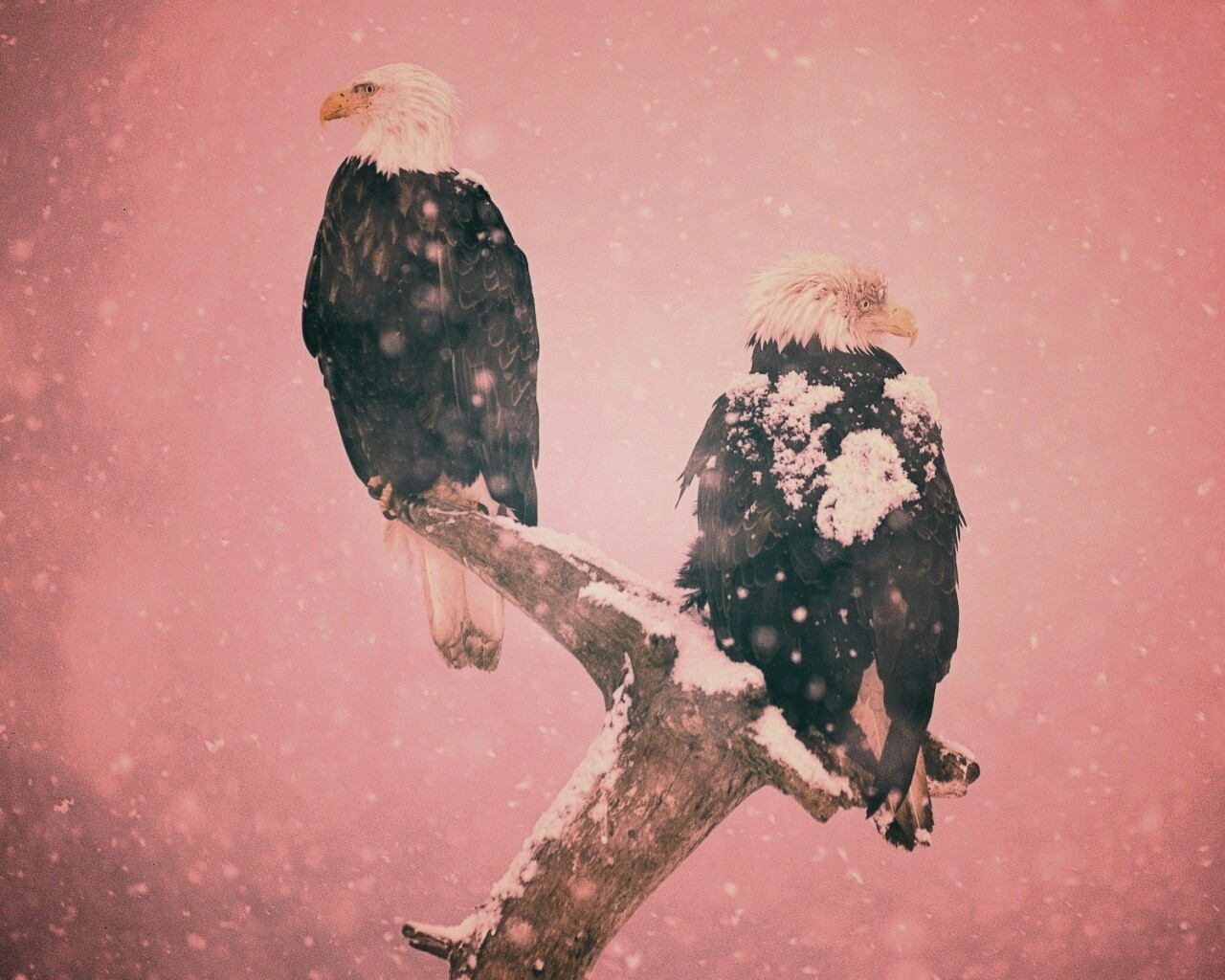 Орлы на ветке в снегопад обои