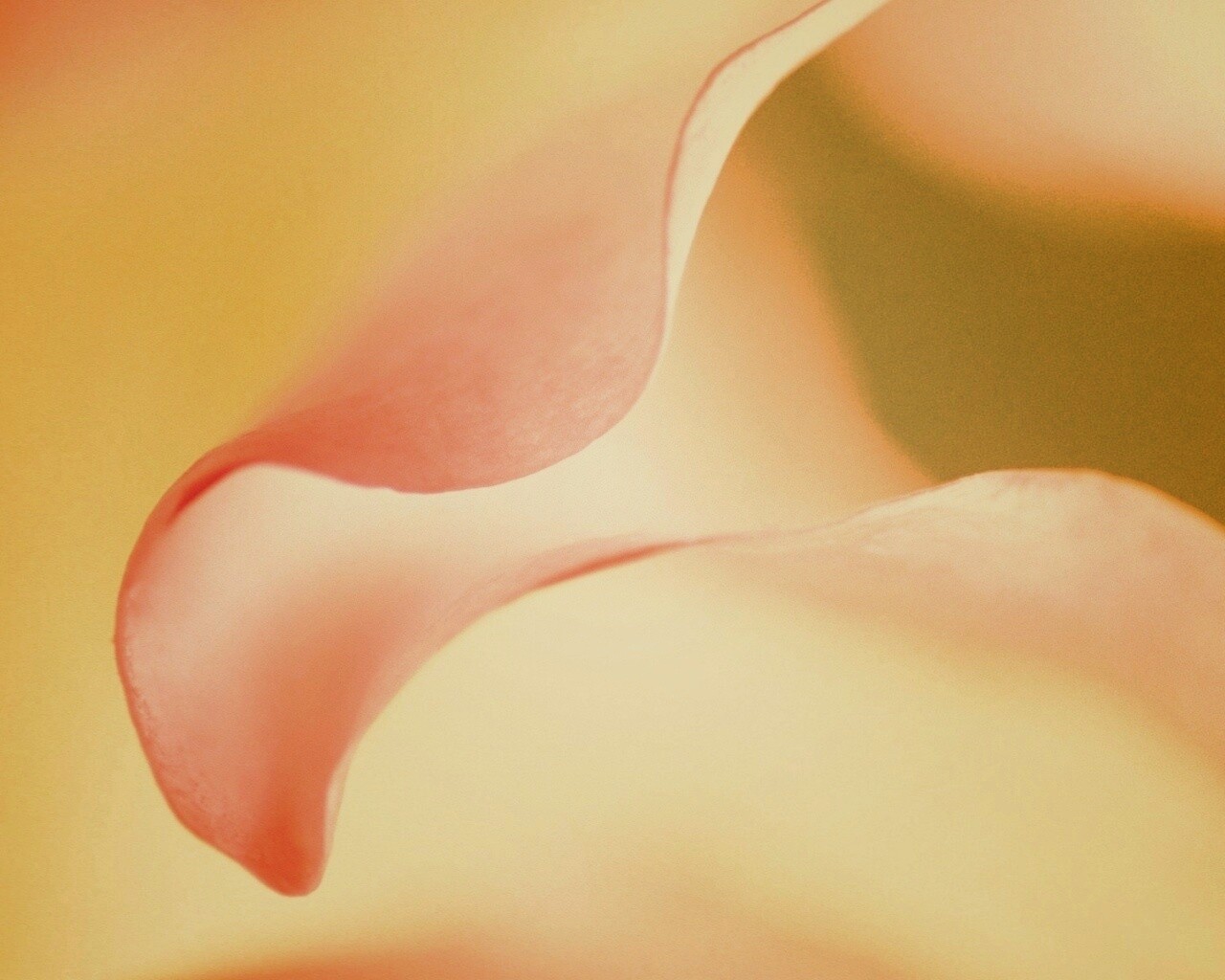 Оттенки природы обои