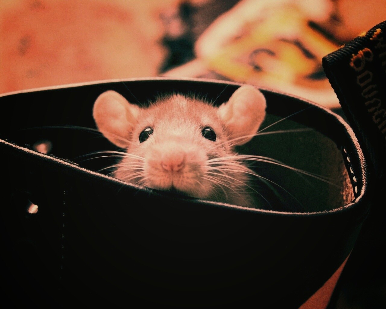 Мышонок выглядывает из ботинка обои