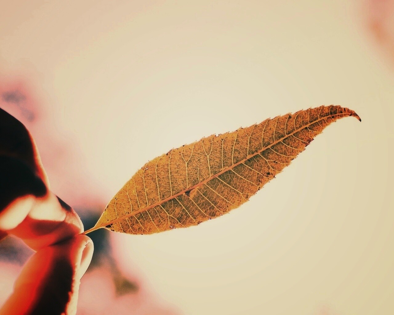 Листик в пальцах обои