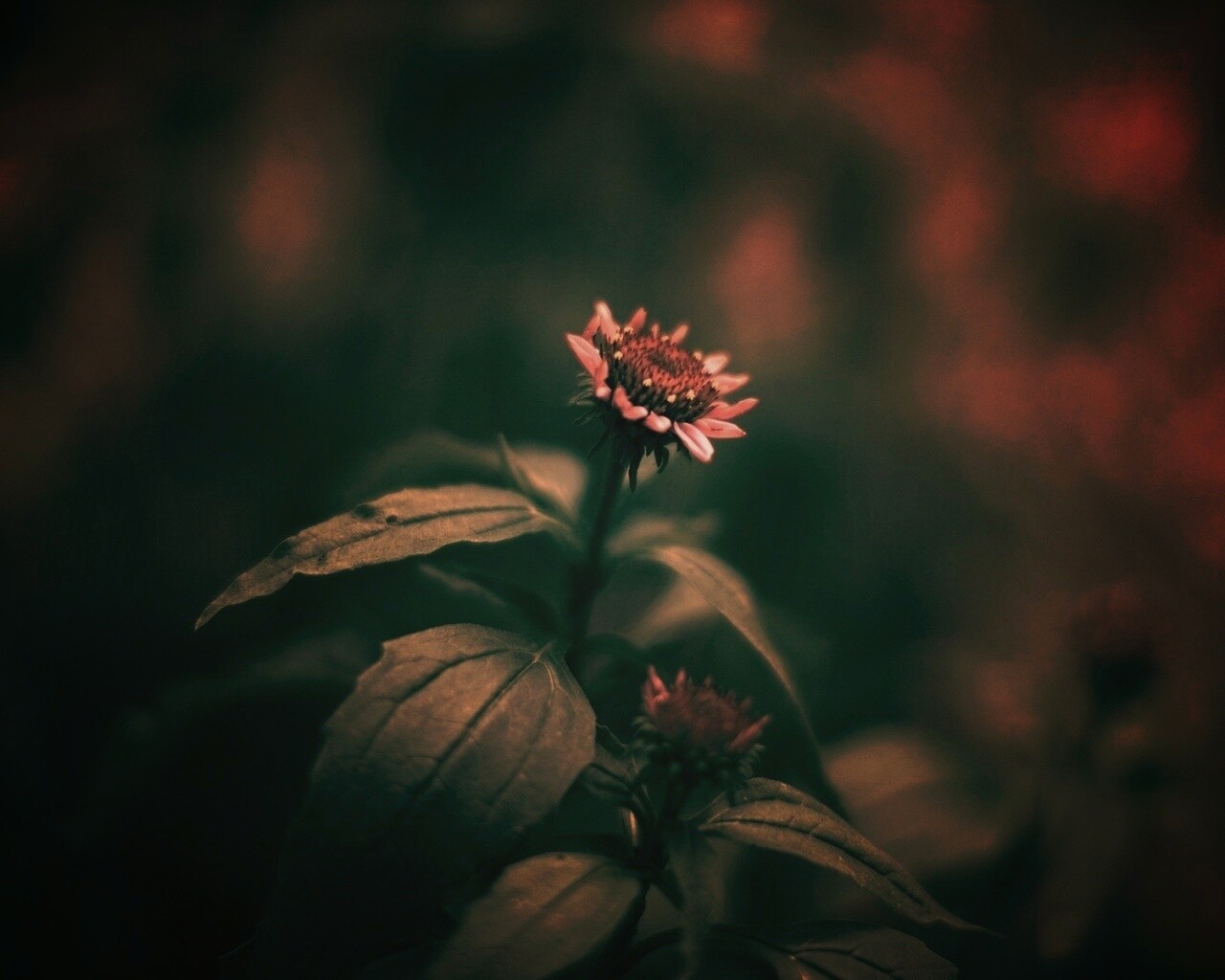 Фотография цветка обои