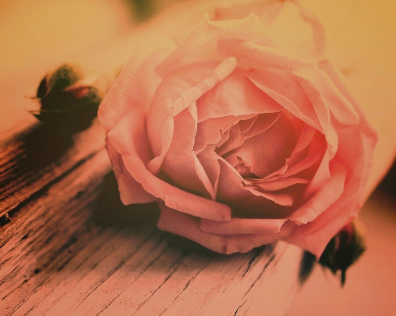 Бутон нежной розы обои