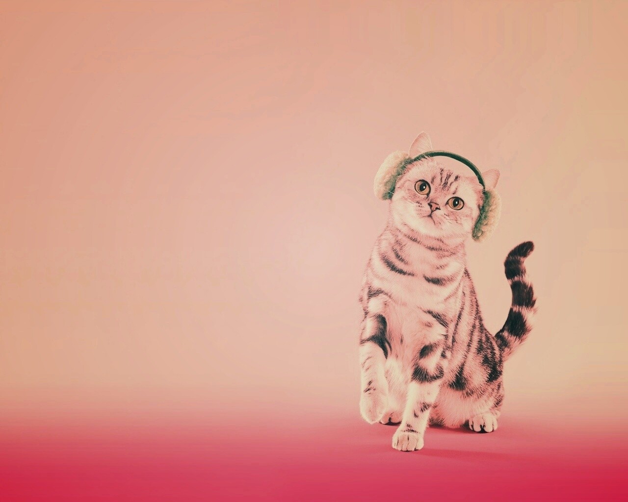 Кот в зеленых наушниках обои