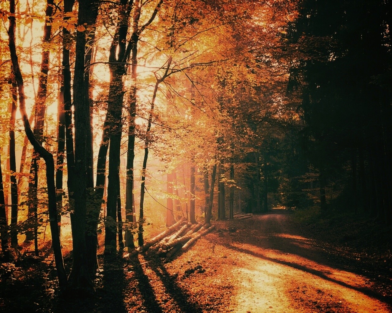 Дорога вдоль просеки в осеннем лесу обои