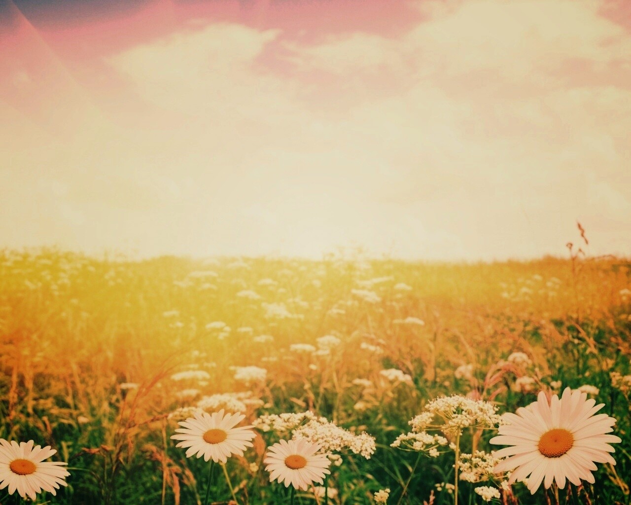 Поле ромашек обои