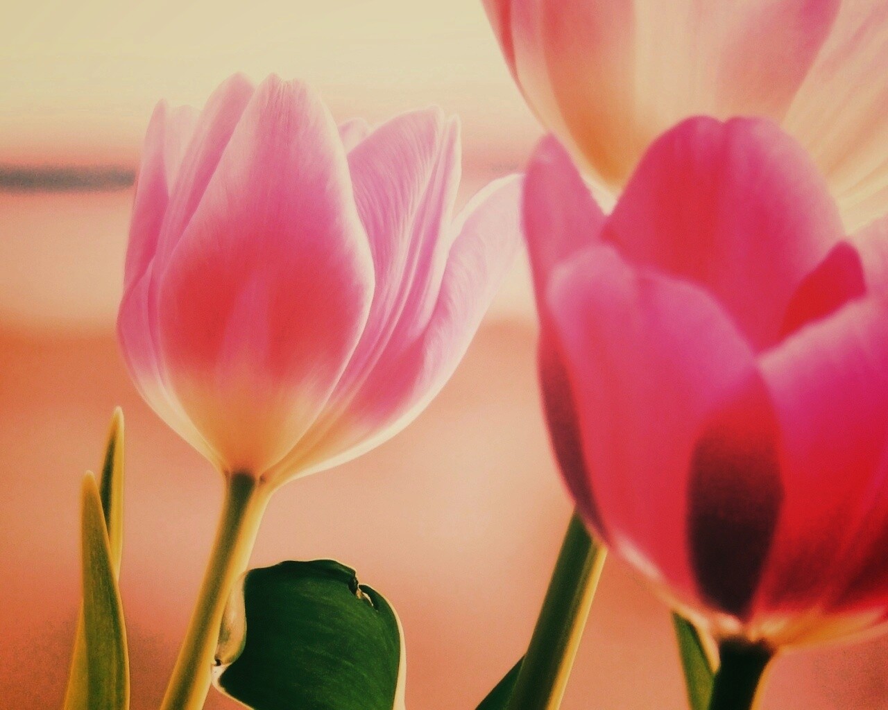 Тюльпаны обои