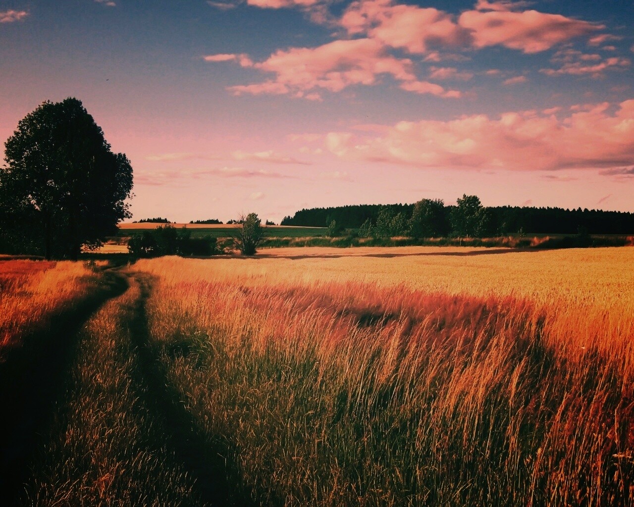 Колея в поле обои