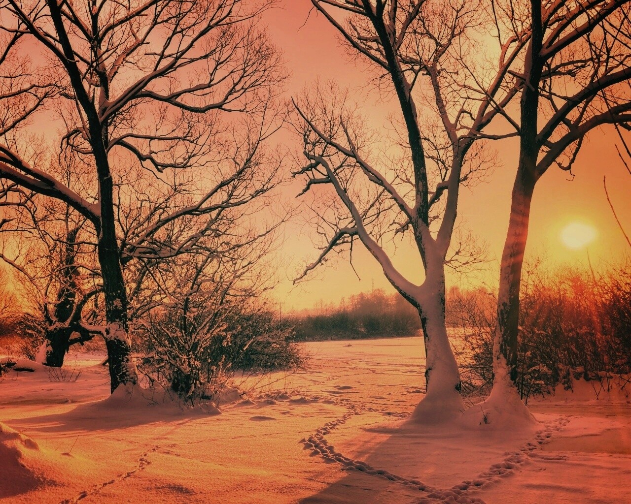 Солнечный свет в зимнем лесу обои