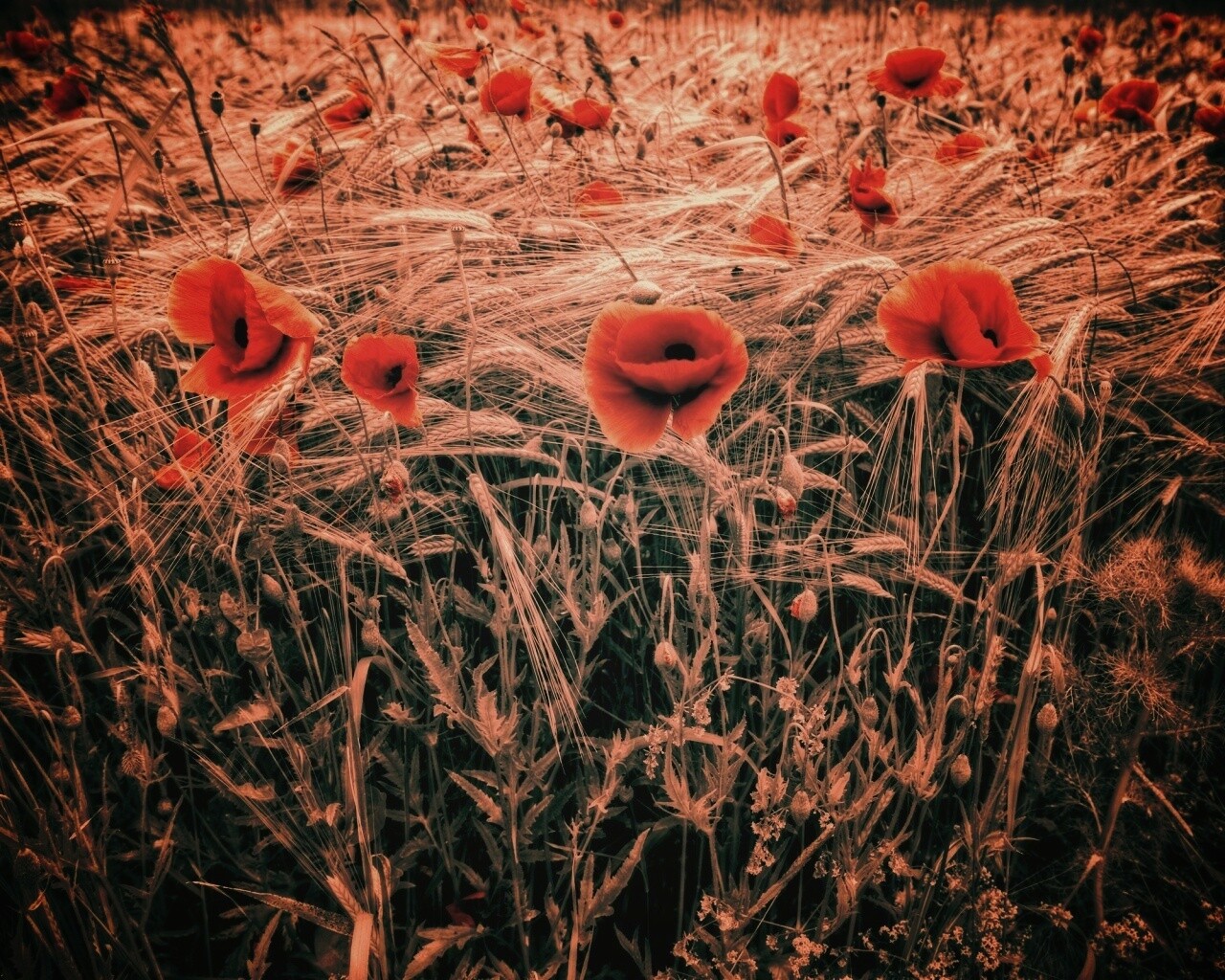 Красные маки обои