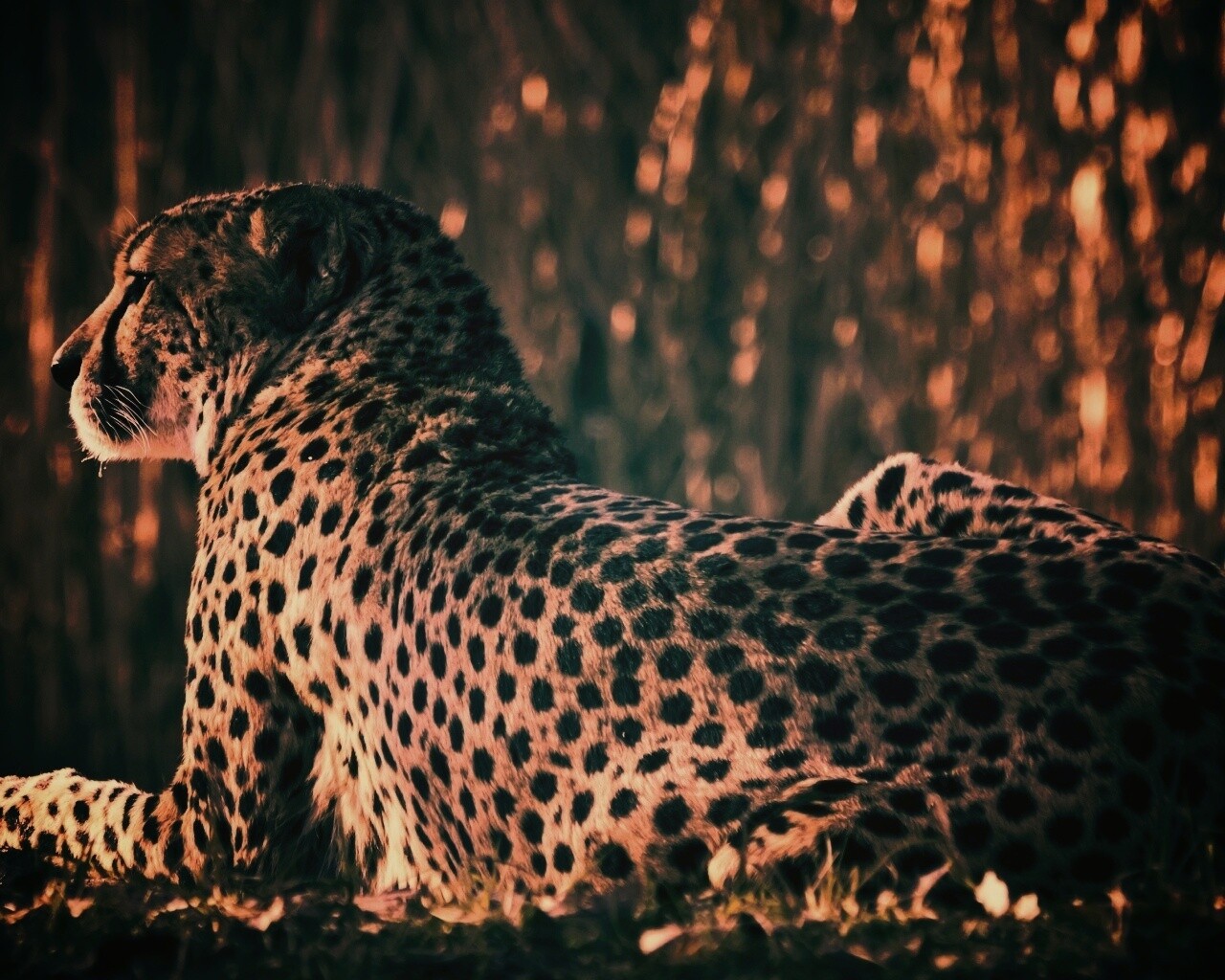 Гепард обои