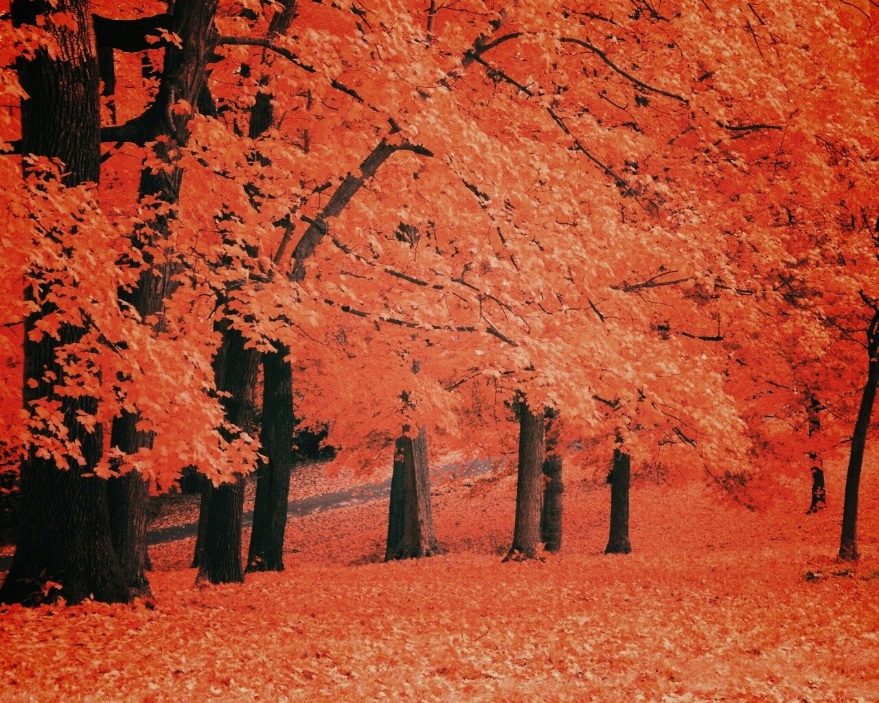 Парковая осень обои