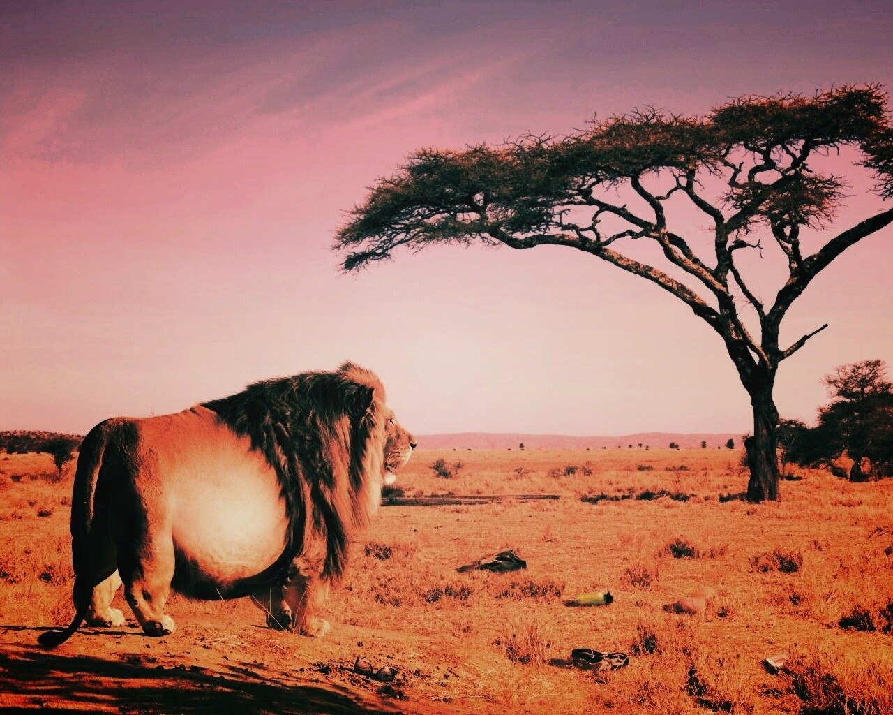 Толстый лев обои