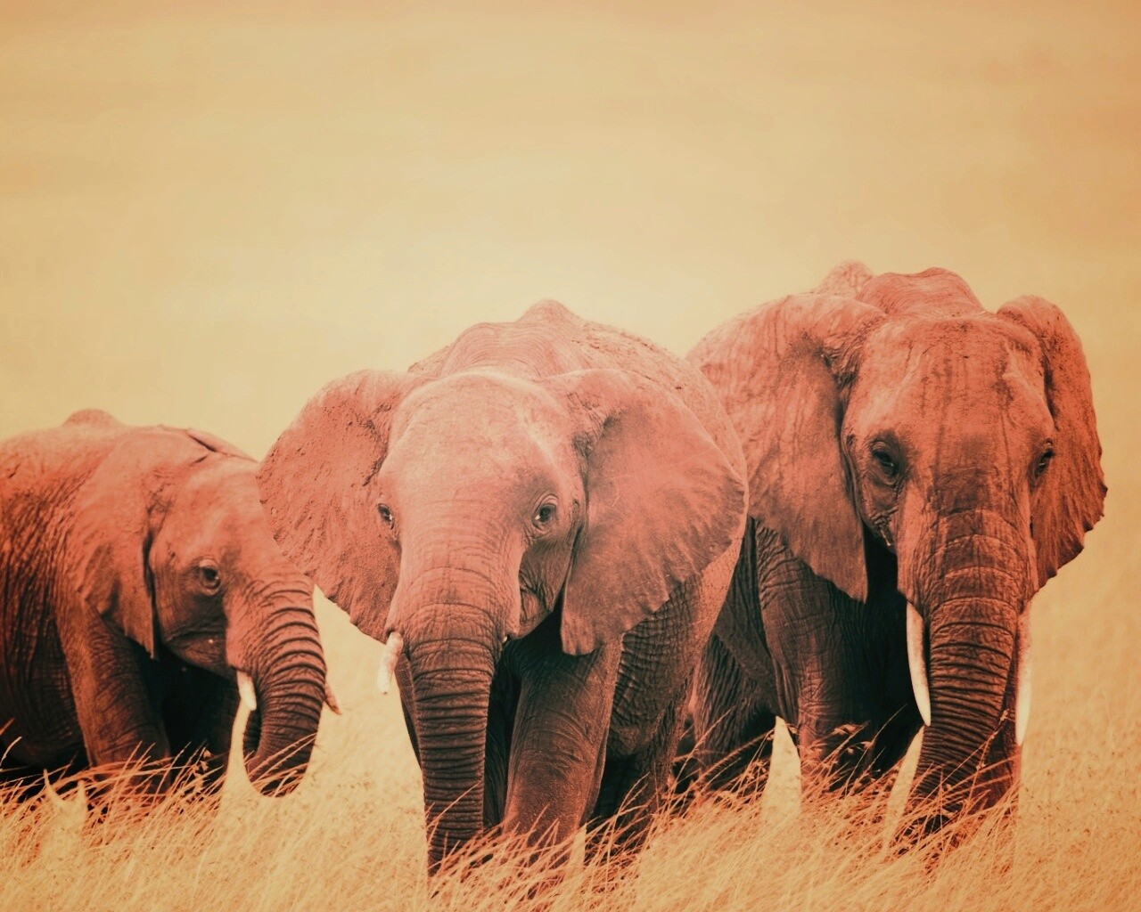 Слон, слониха и слоненок обои