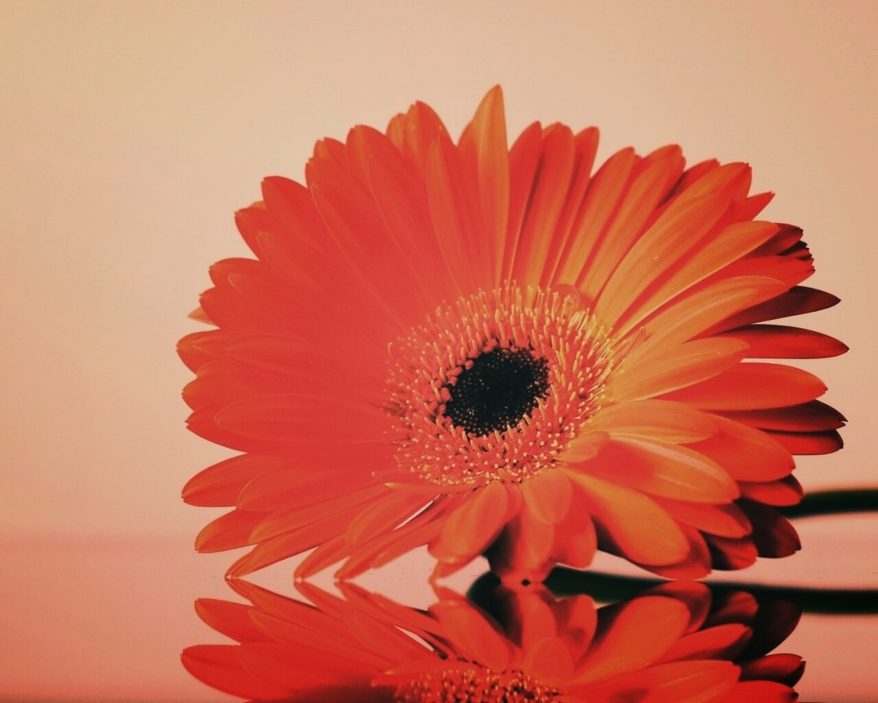 Гербер на стекле обои