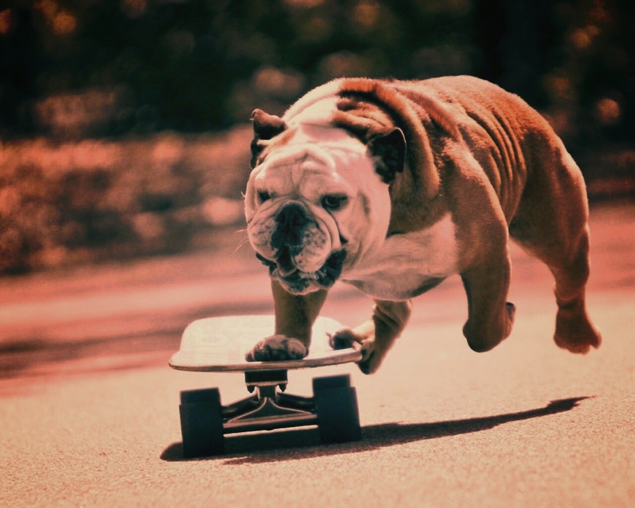 Собака на скейтборде обои