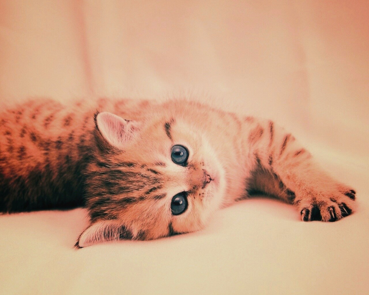 Рыжиый котенок с синим глазами обои