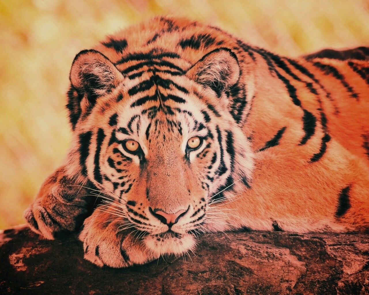 Большая полосатая кошка обои