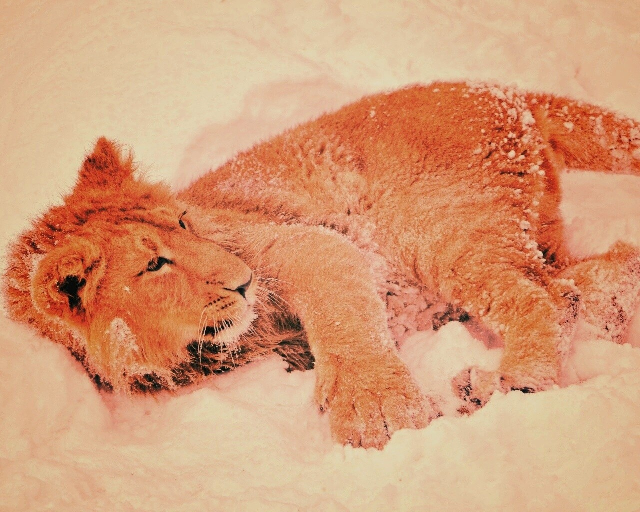 Львёнок в снегу обои