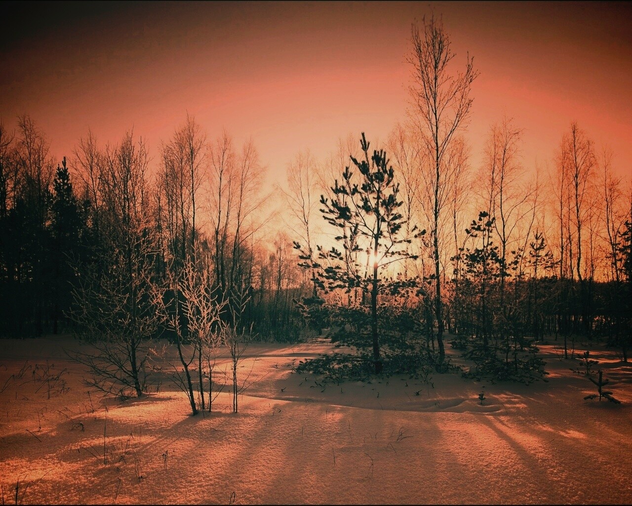 Зимний лес обои